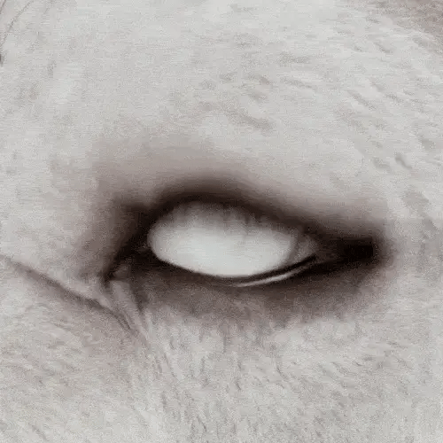 ⚕️ Zakdavi™ NanoCare Капки за Очи за Миленичиња